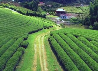 Những địa điểm không thể bỏ qua khi đi du lịch Mộc Châu