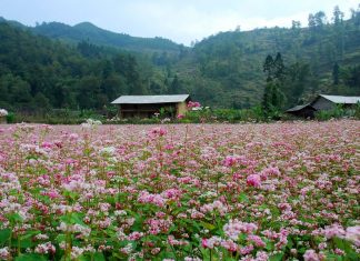 Du lịch Tây Bắc chiêm ngưỡng vẻ đẹp của hoa cải vàng du lich tay bac
