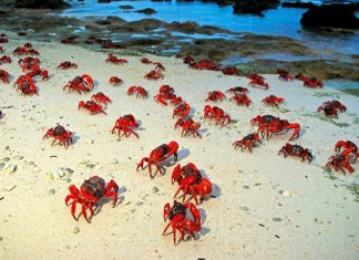 Khám phá những điều thú vị độc đáo nhất về Cua Đỏ ở Australia