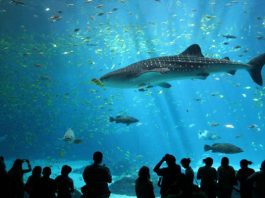 Vẻ đẹp lôi cuốn của Viện Hải dương học Nha Trang